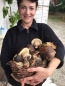 Preview: Getrocknete Steinpilze, 20 g