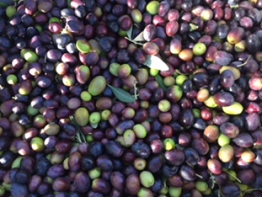 Olivenöl Extra vergine 2024, 750 ml + + + Neue Ernte ab Herbst 2025 lieferbar