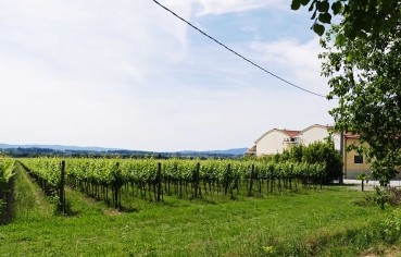 Maestro della Chiana 2019 I.G.T. Toscana
