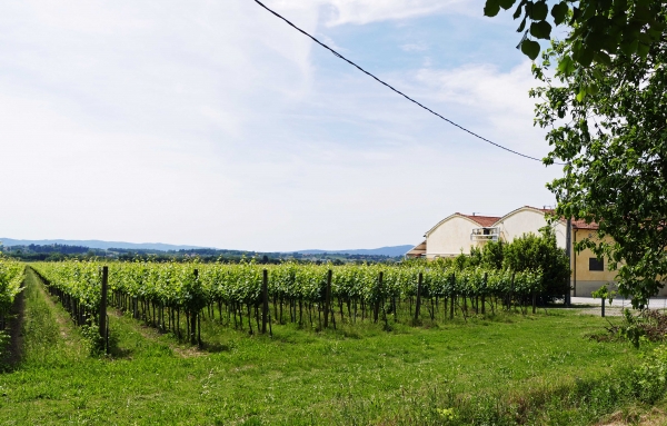 Maestro della Chiana 2019 I.G.T. Toscana
